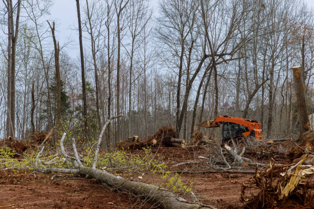 Best Root Management and Removal  in Louisville, KY