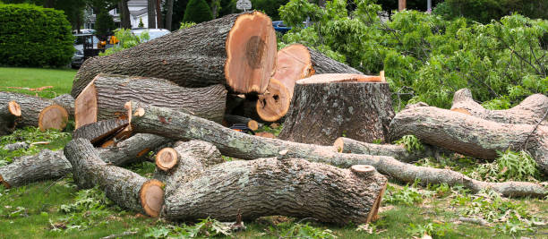 Best Tree Maintenance Programs  in Louisville, KY