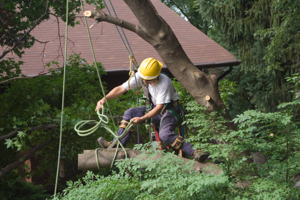 How Our Tree Care Process Works  in  Louisville, KY