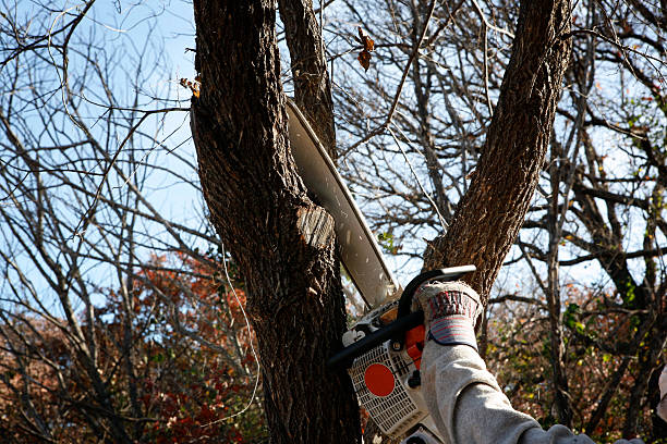 Best Leaf Removal  in Louisville, KY