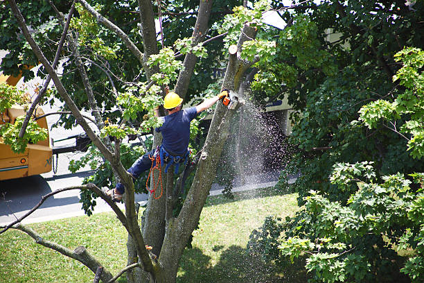 Trusted Louisville, KY Tree Care Experts